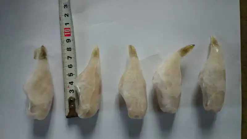 frozen leather jacket fish