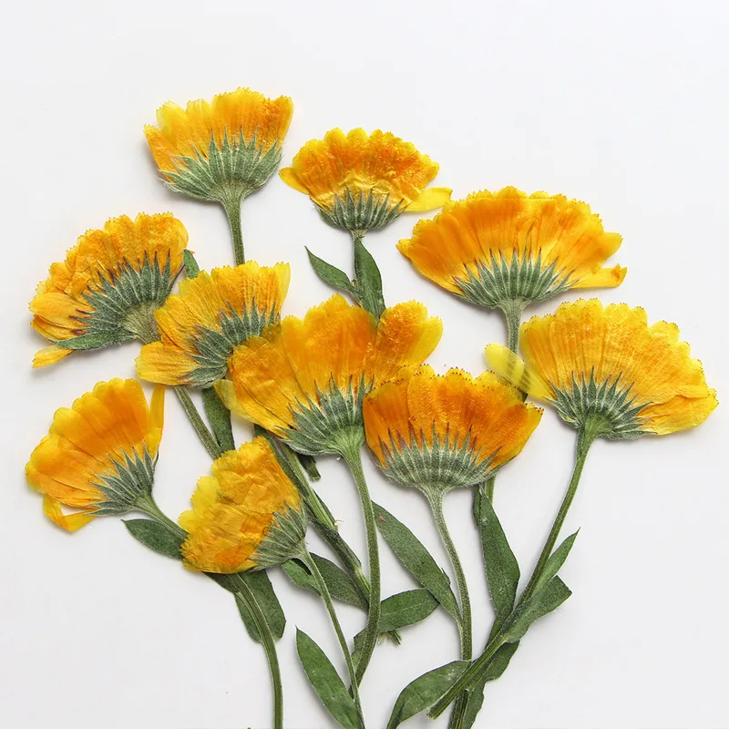 Real Side Pressed Dried Calendula Flower Plant For Herbarium Jewelry Postcard Bookmark Invitation Card