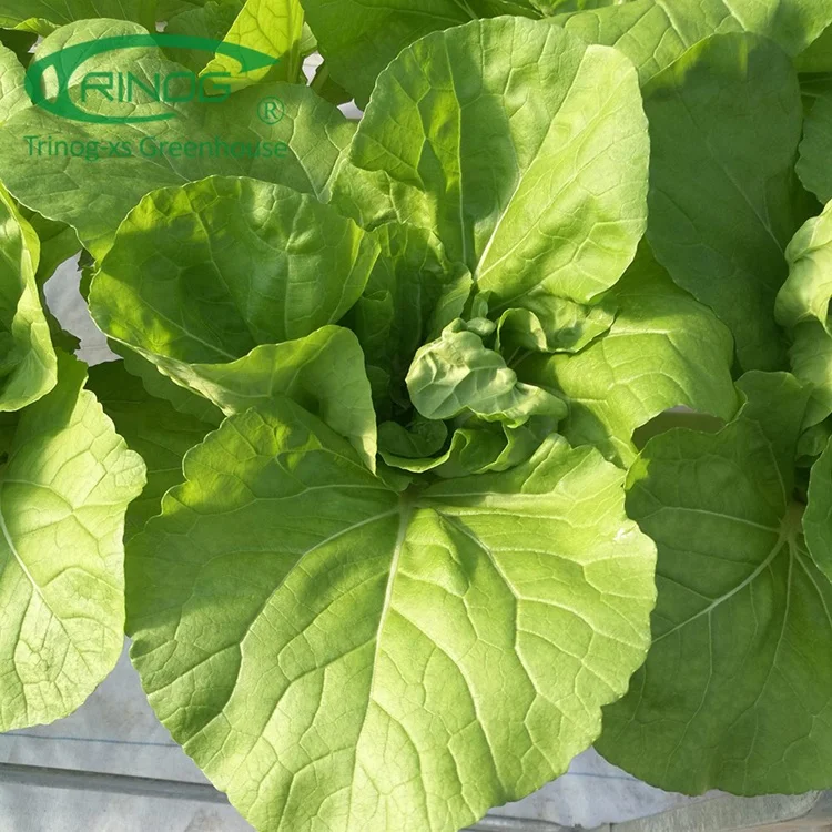 Trinog Greenhouse indoor smart farming automatic nft channel hydroponics equipment with fertilizer