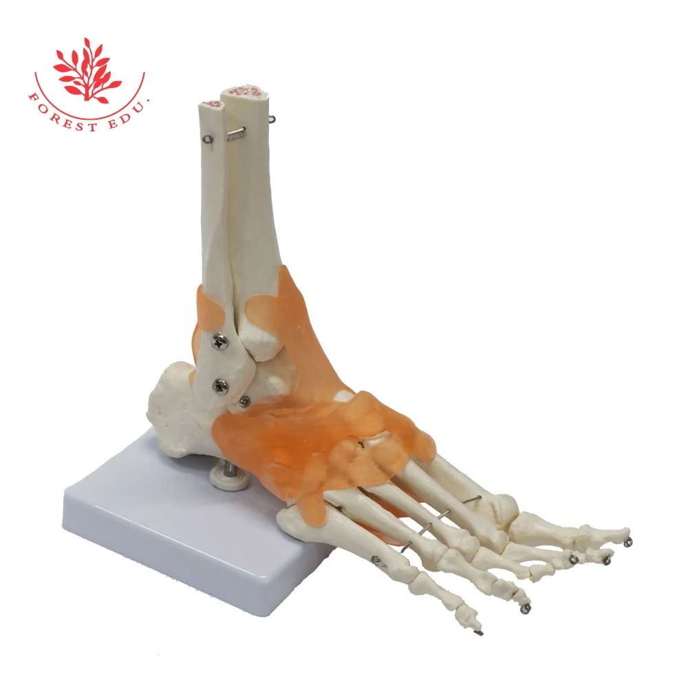 
Joint model Variety Anatomical Medical Clinic Skeletal Pvc Ligaments Bone Knee Hand Foot Hip Shoulder Elbow Human Joint Model 