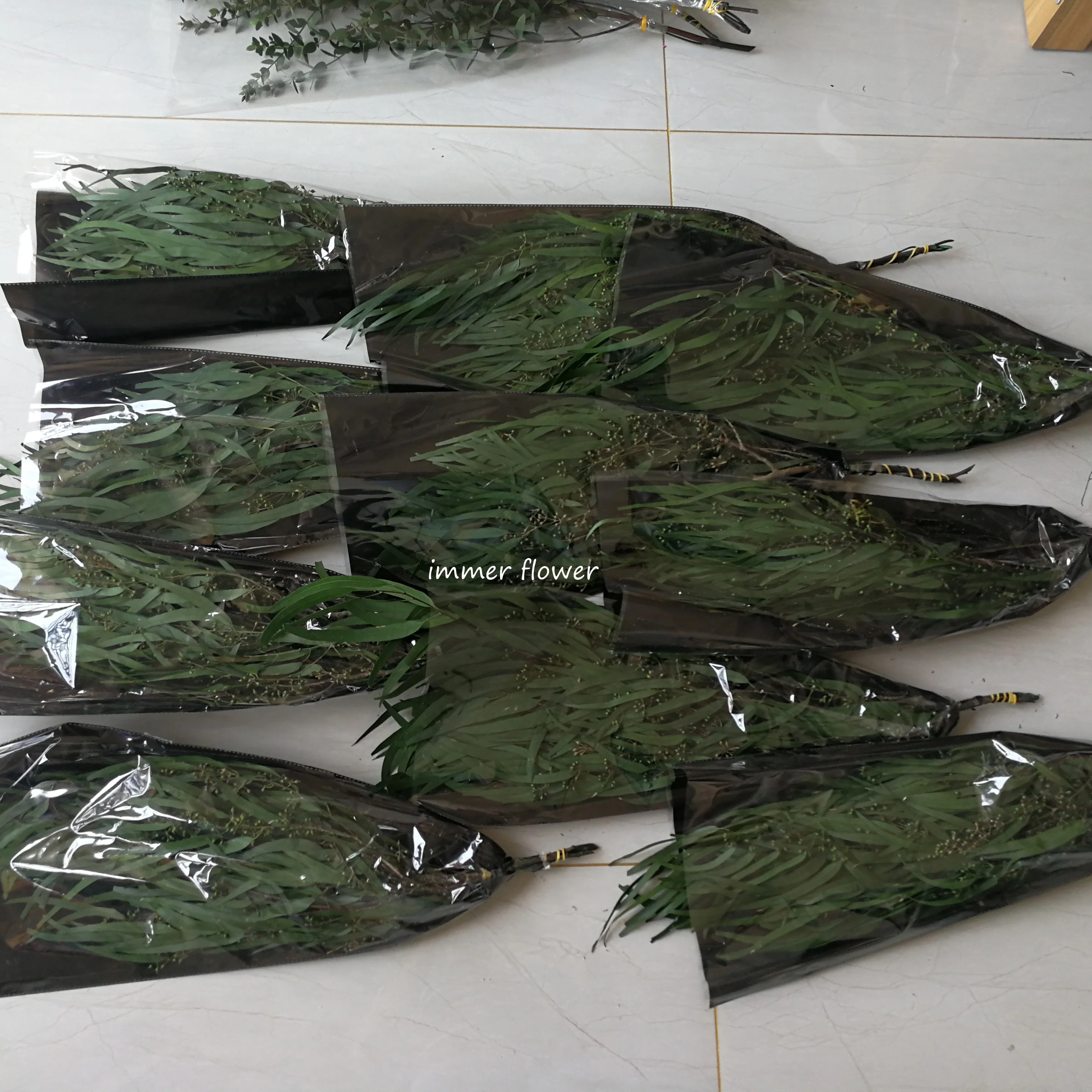 Cheap wholesale Eucalyptus Preserved leaf Stabilzied Eucalyptus Leaves