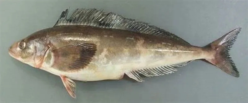  Shandong Ocean Village Food Hot Sale Seafood Frozen Okhotsk Atka Mackerel