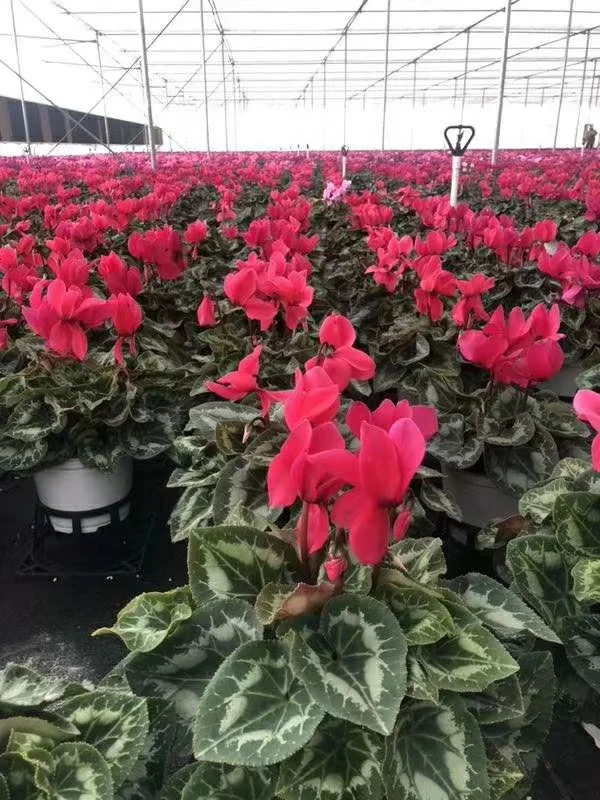 
Hotsale blooming plants 