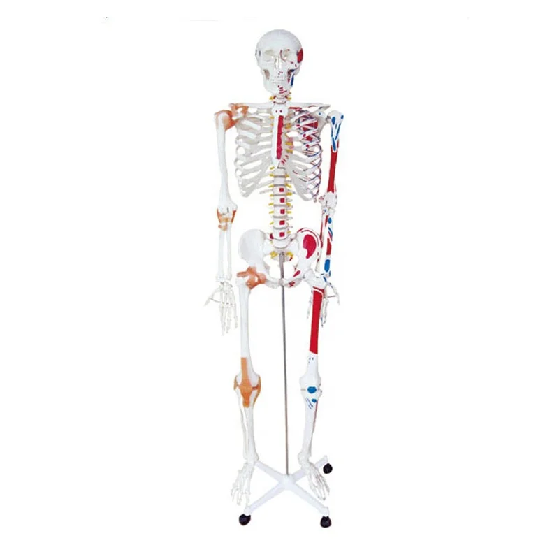 SC-A1002 180cm Human Skeleton Model with Colored Muscle and Ligament