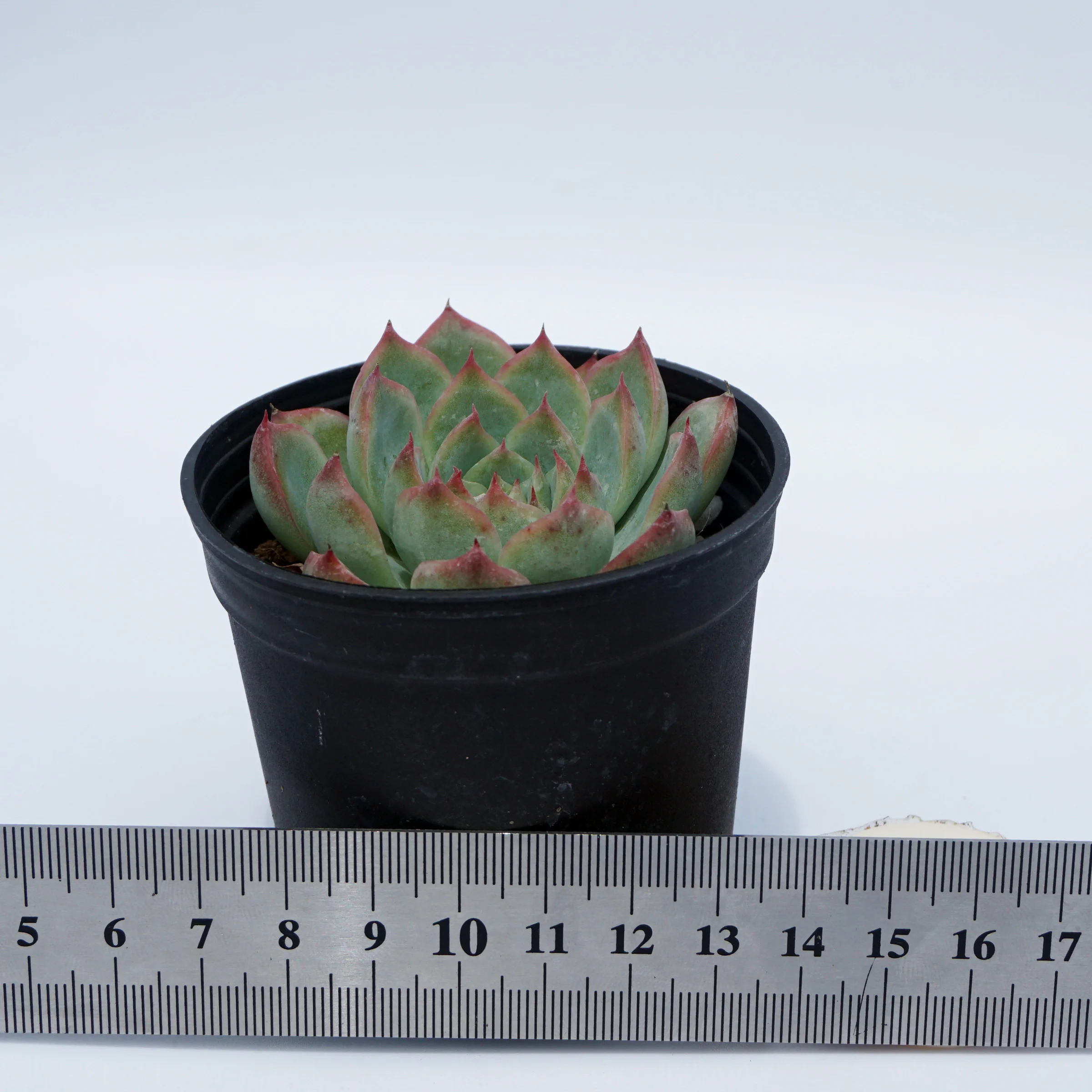 house plants wholesale suculentas natural variegated rare echeveria succulent plants