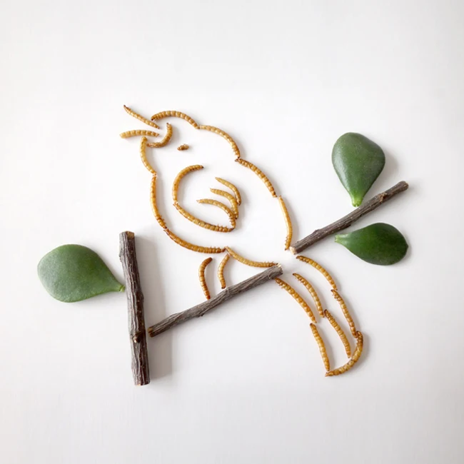 
Dried Mealworm for Birds Packed in Barrel 100g 