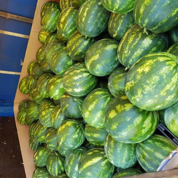 
High quality greece red sweet water melon wholesale fresh watermelon 