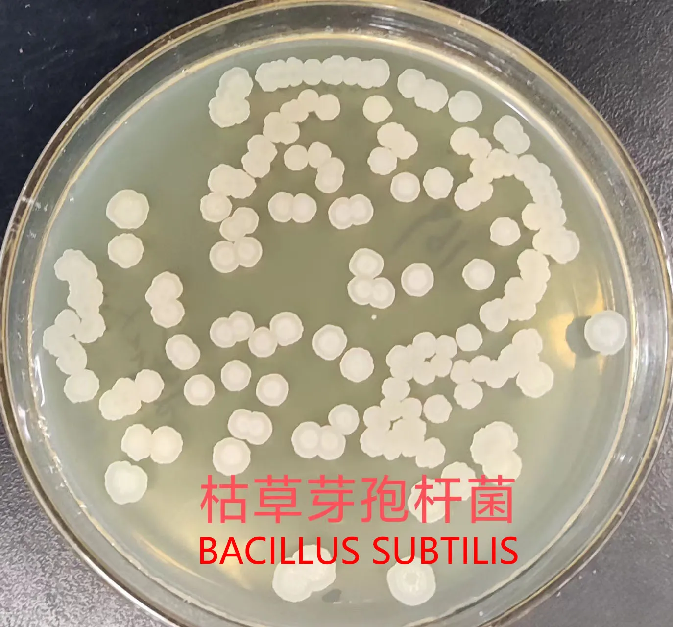 Заводская поставка улучшающая переваривание добавка к корму Bacillus Subtilis пробиотики для свиней Китай корм кур корма из коричневой рыбы 1 кг