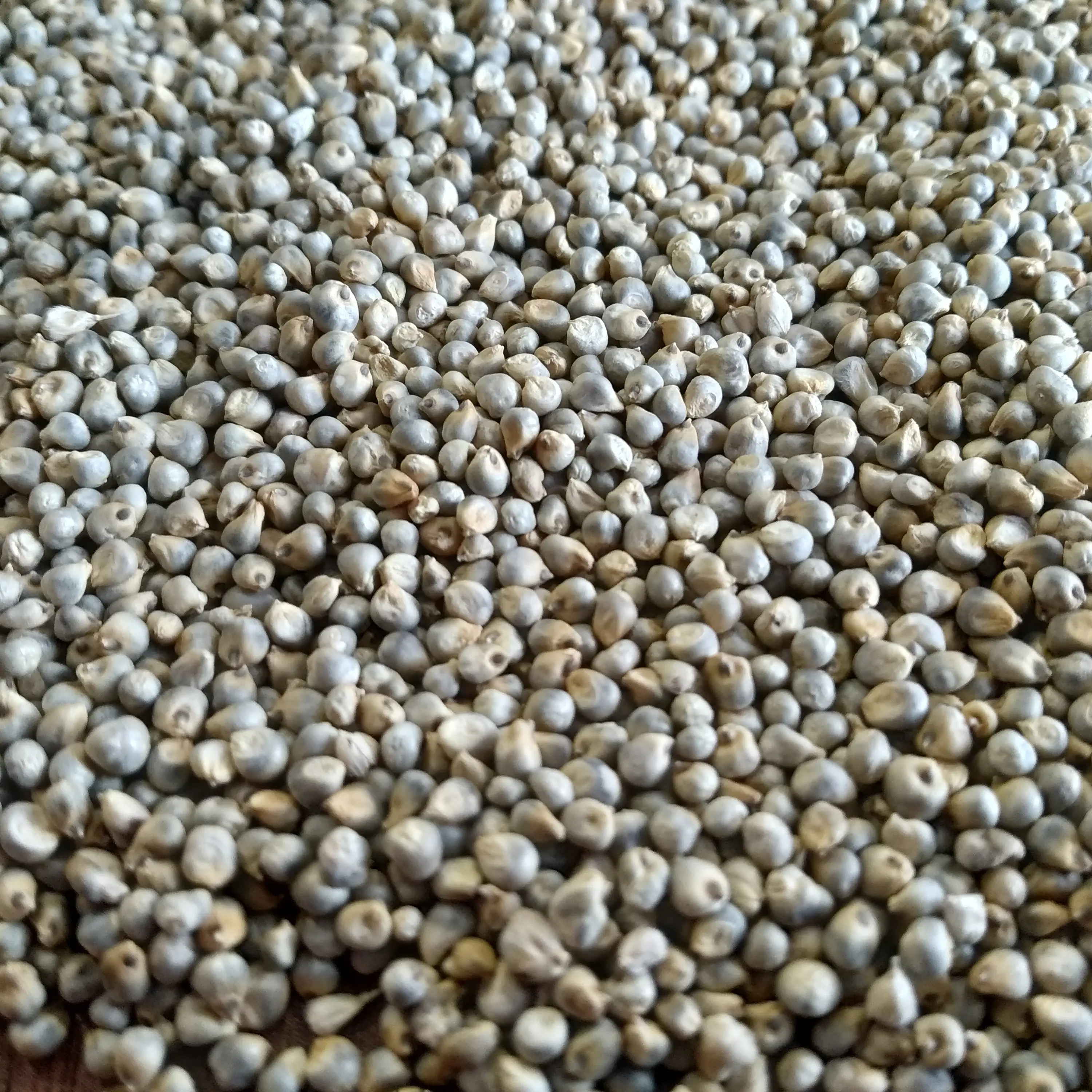 Buying Green Millet Seeds In Bulk From Farmer