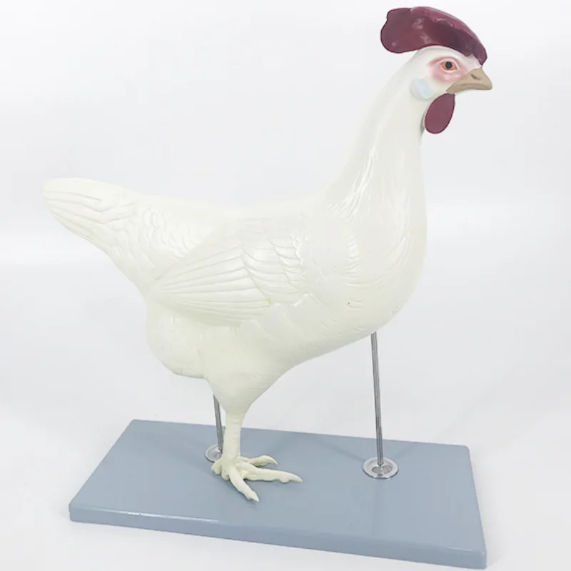 YA/B024 Life Size Chicken Anatomical Model the Hen Anatomy Model