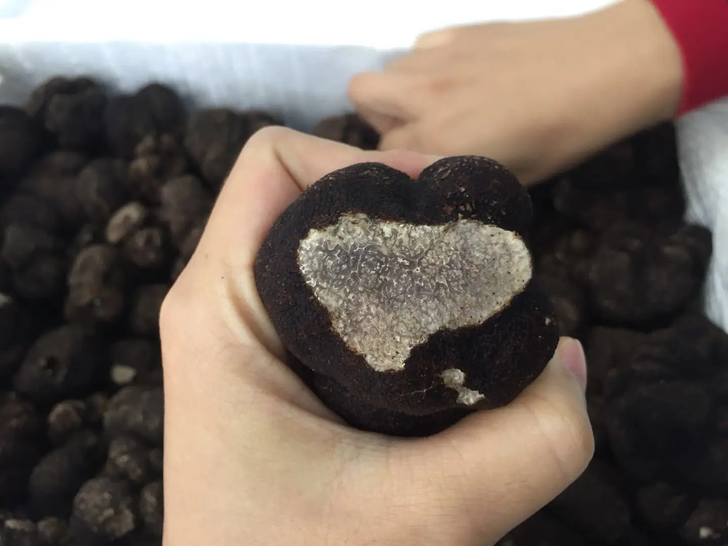 DETAN 2023-2024 New Season Premium Quality Wild Chinese Winter Fresh Black Truffles Mushroom