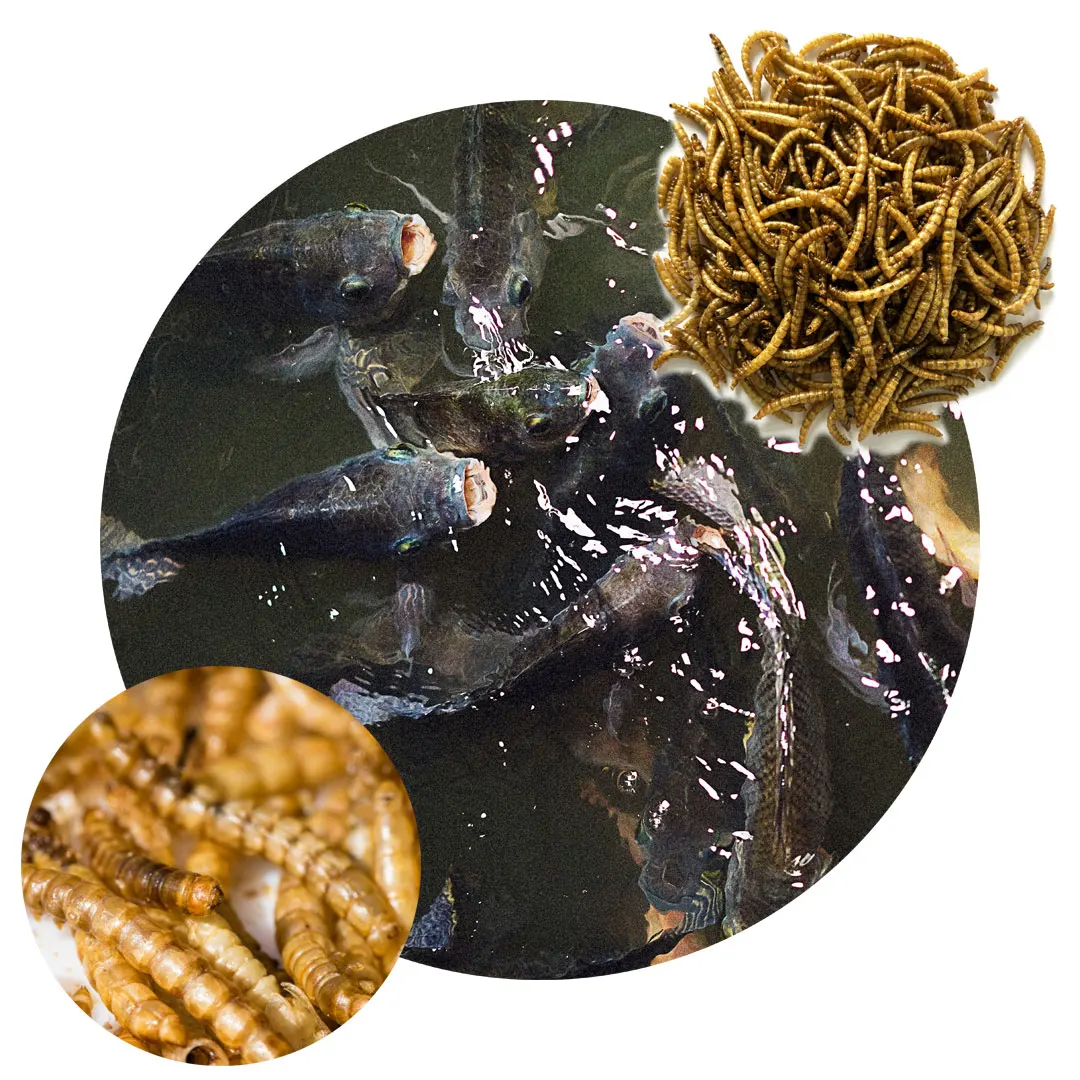 Dried Black Soldier Fly Larvae Dried BSF Larvae Insect Factory