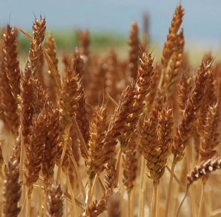 Pasta wheat dry pasta brand pasta spaghetti Contain a lot of nutrients