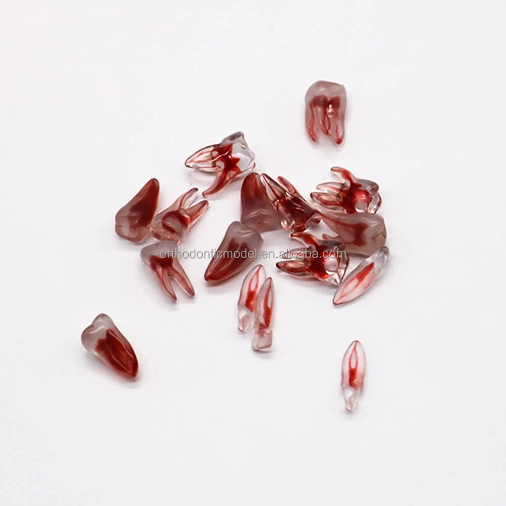 3D Dental Root  Teeth Model Orthodontic Endodontic Teeth Dental Endodontic Rotary Files Typodont Teeth Dentistry Materials