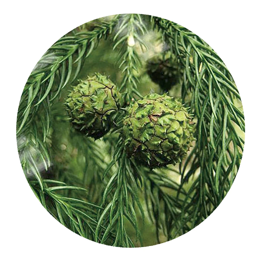 2021 чистые высококачественные семена криптомерии fortunei, редкое растение для посадки семян деревьев