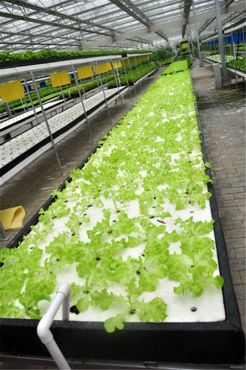 Complete glass agricultural greenhouse with tomato hydroponic growing system