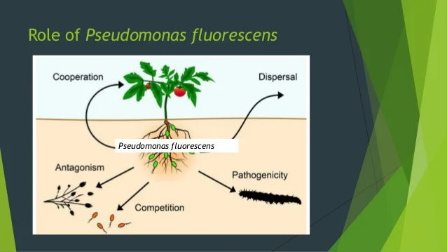 
Agricultural chemicals and pesticides china pseudomonas fluorescens 