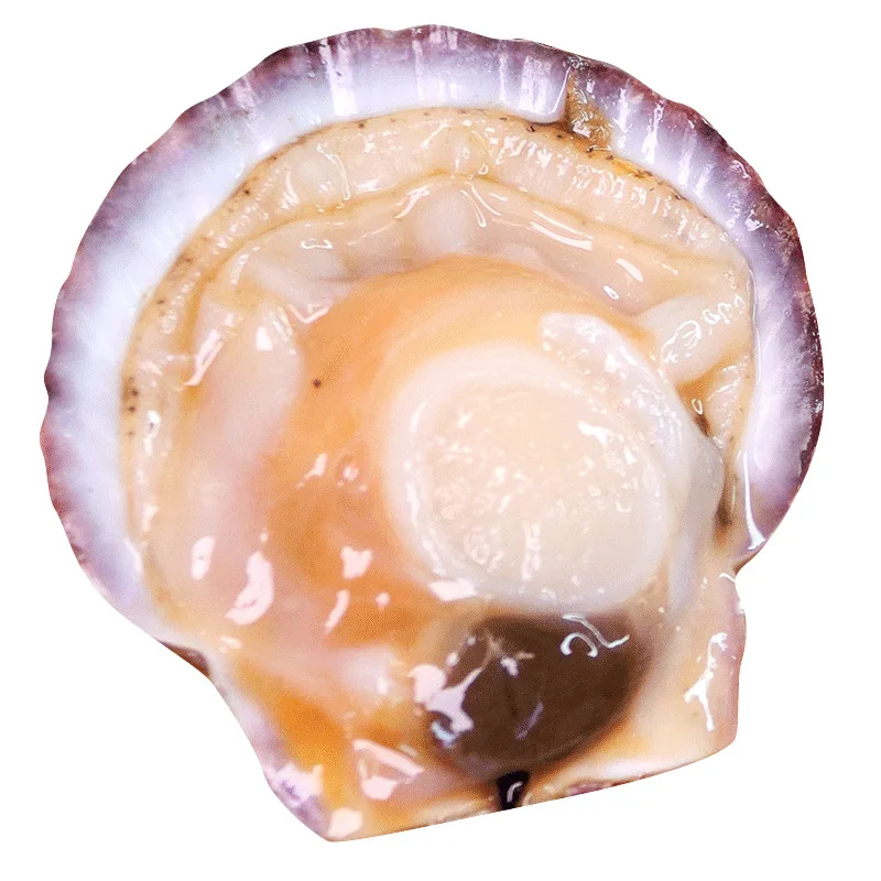 Fresh frozen scallops hot selling seafood shellfish meat plump high quality shellfish wholesale half shell scallops in the shell
