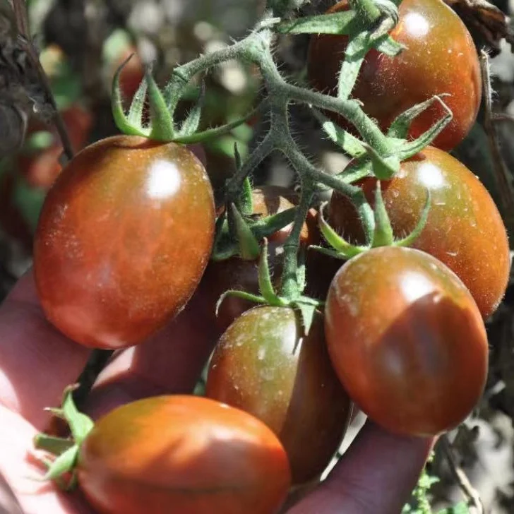 
Wholesale Chinese Semi-determinate Cherry Tomato Seed For Planting 