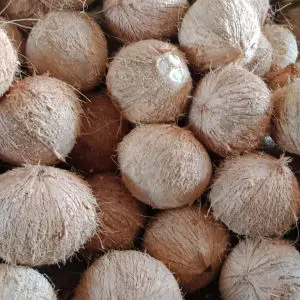 Тропические фрукты, свежие зеленые полуочищенные экспортеры, высокое качество, лидер продаж, высококачественные сухие кокосы белого цвета на продажу