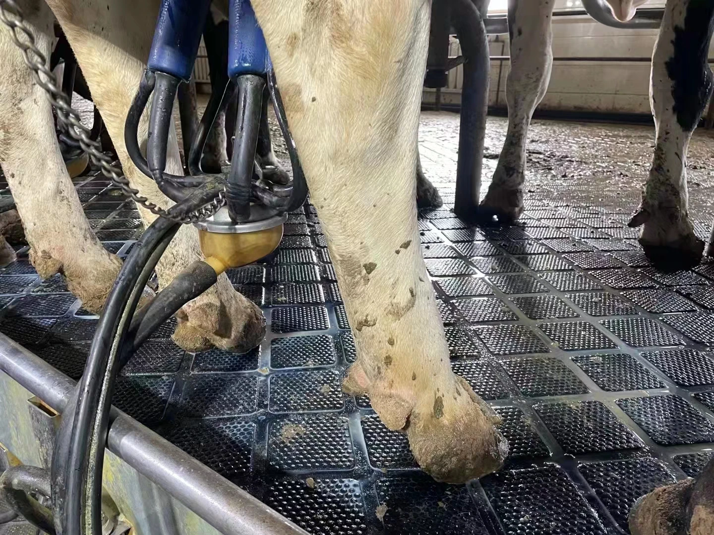 Rubber Floor for Milking Machine 17mm rubber cow mat non slip rubber flooring for dairy farm walkway/horse stable/animal housing