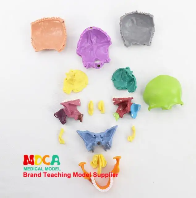 Detachable Colorful Human Skull Model Teaching