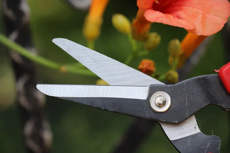 Amazon Ebay Hot Sale Garden Plant Trimming Pruner Cutting Secateur Grape Tree Shrub Pruning Scissor