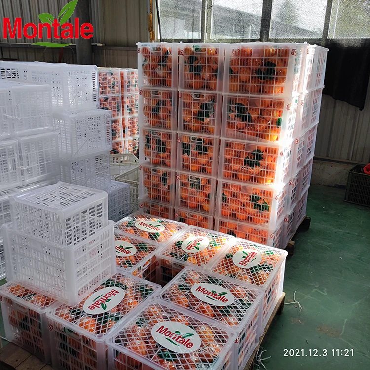 Montale Top quality nutrients fresh newhall orange Natural Cultivation type orange