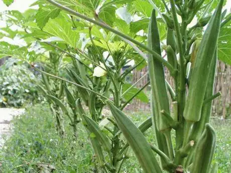 Китайские гибридные семена хорошего качества F1 Okra