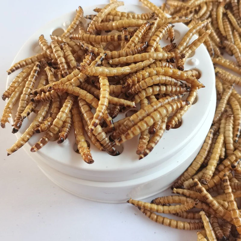 Feed Your Pets the Best. Great for Lizards, Turtles, Snakes & Other Reptiles. Nutritious & Sustainable. Dried Barley Worms