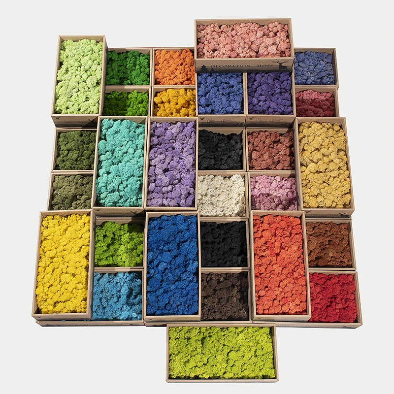 YINGBIN 500G Lichen Moss Stabilized Musgo Long Lasting Natural Preserved Moss For Wall Decoration