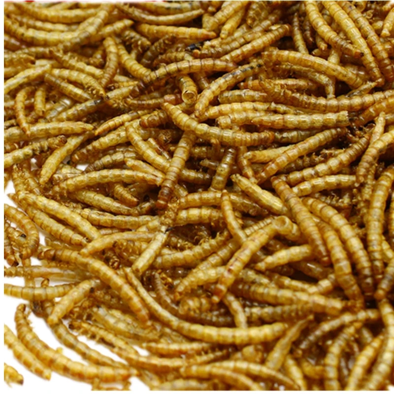 Сушеные mealworms для еды