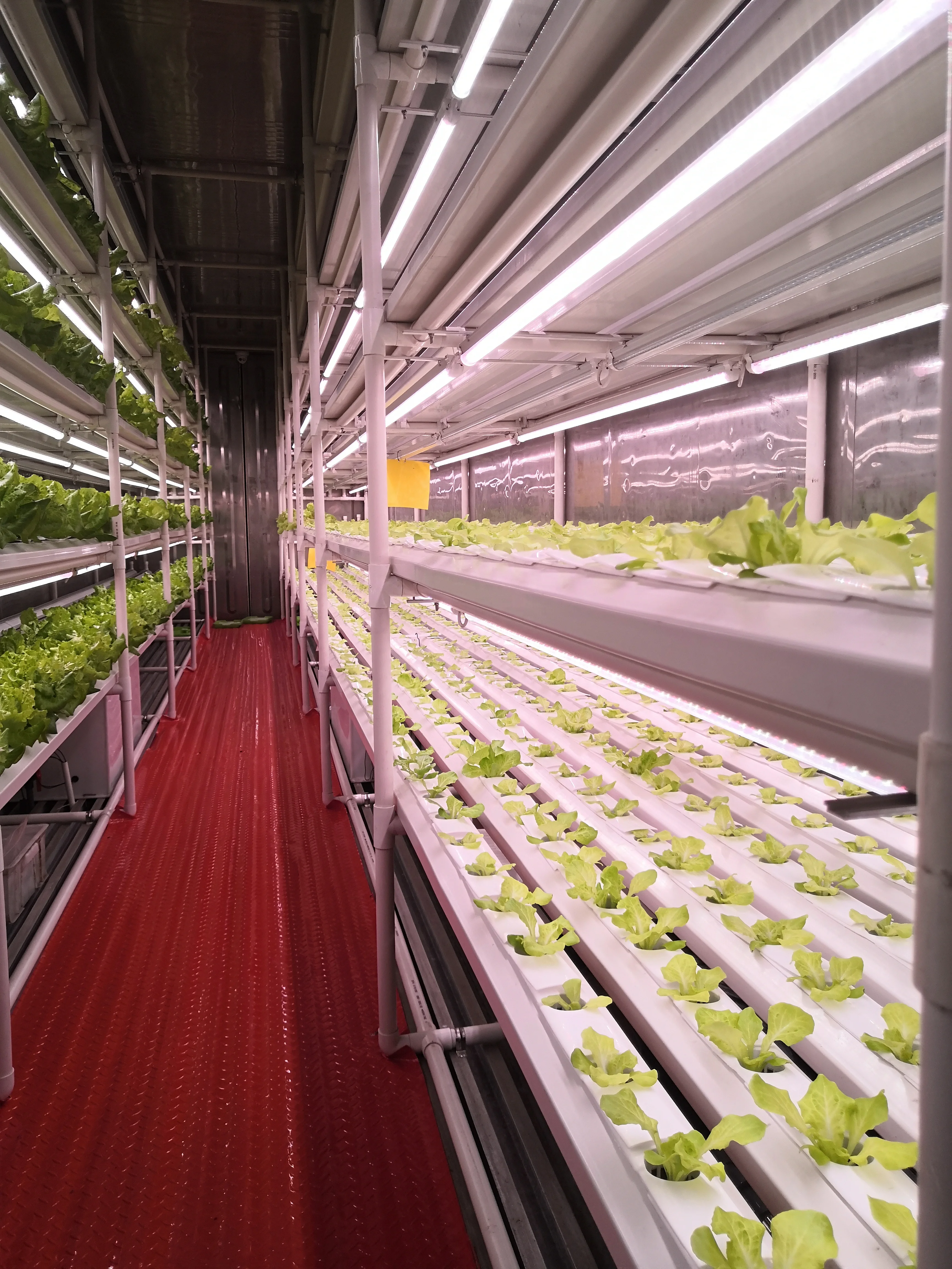 Hydroponics System Indoor Vegetable Germination Kits with LED Light Smart Vegetable Planter Hydroponics System