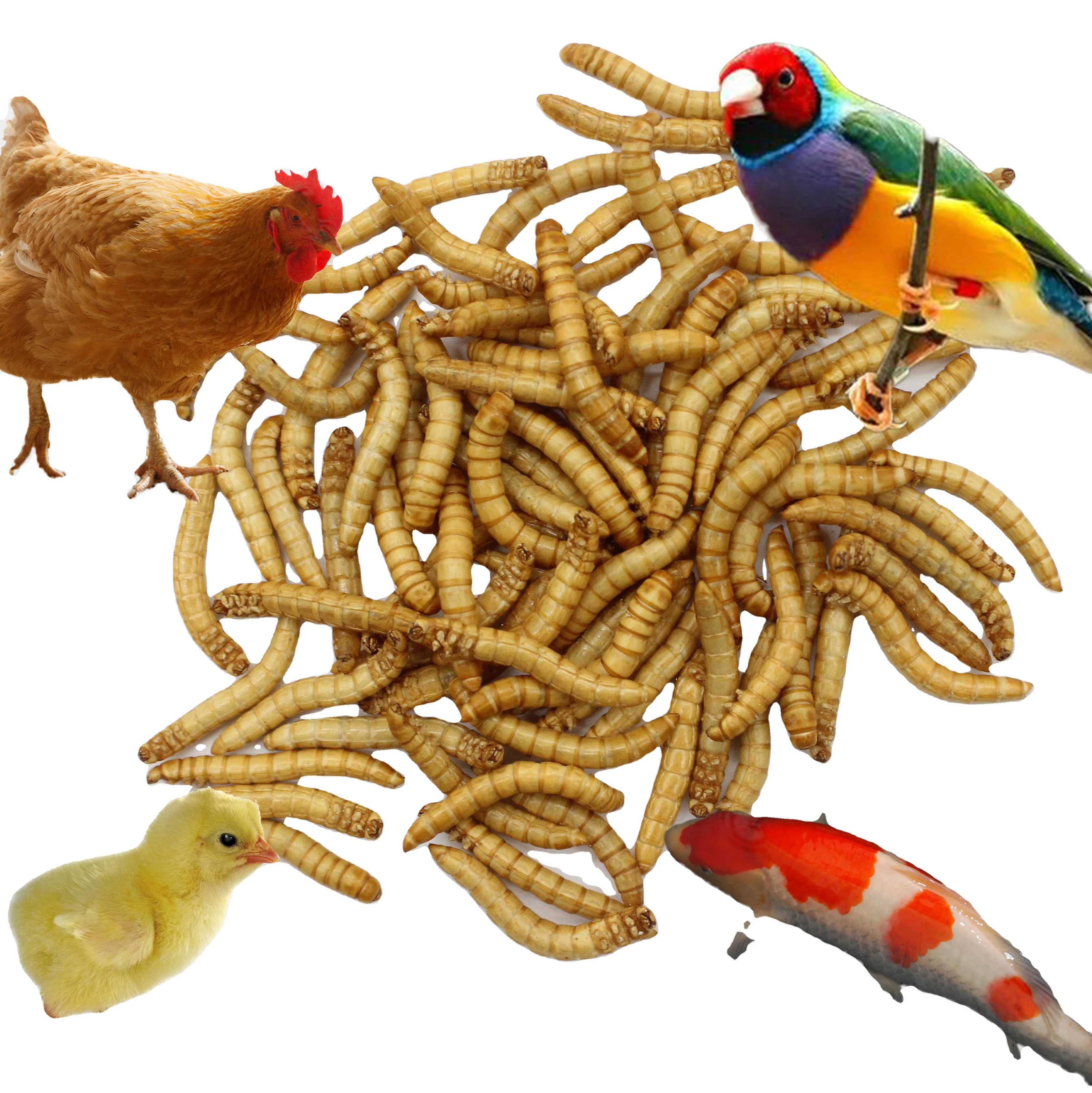 
Rich Nutrition Poultry Food Mealworms Dried for Hen Feed 