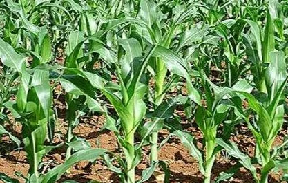 CAS 999-81-5 Wheat Cotton Flower Dwarf Increase Output Pgr Chlormequat 98% TC