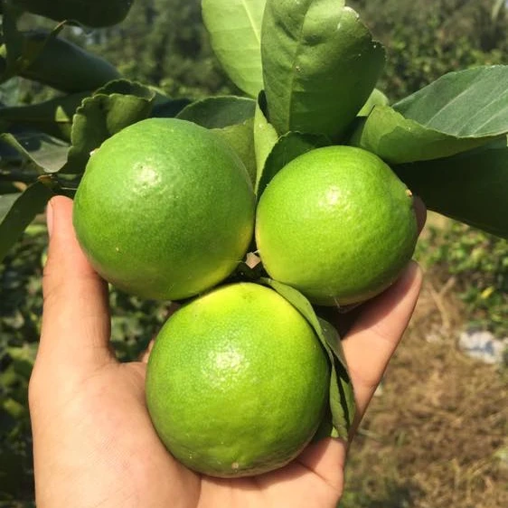 Минь Ань фермы, фруктовый принт «лимон», новый урожай 2021