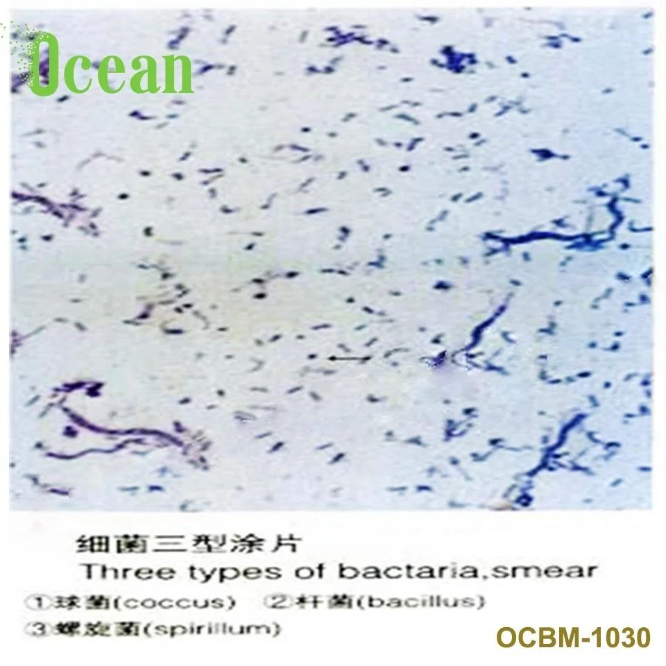 Mix three types of Bacteria prepared microscope slide