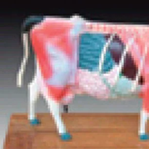 ADA Medical Teaching Horse acupuncture model and Cattle acupuncture model for Disease Demonstration Medical Teaching Tool