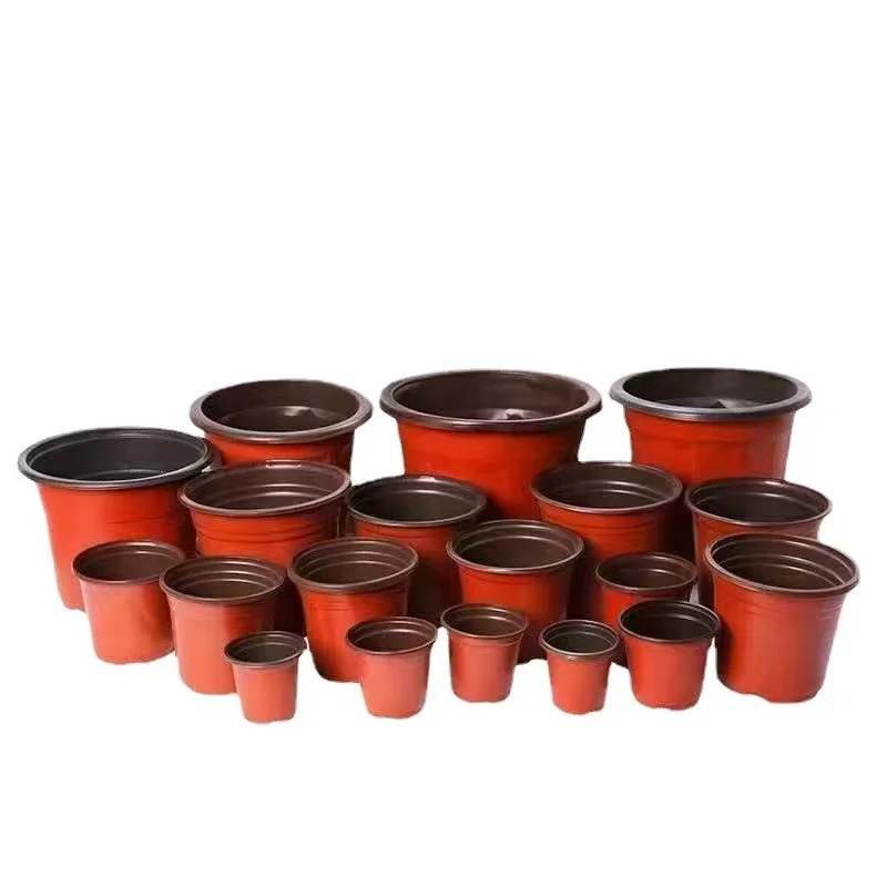 High Quality Nursery Wholesale Indoor Healthy Root Seeds Grow Rust Transplant Mini Home Round 9cm Flower