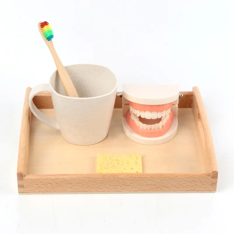 Brushing And Washing Suit Early Education Educational Toys Denture Model Cognitive Teeth Tooth Cognition Model Teaching Children