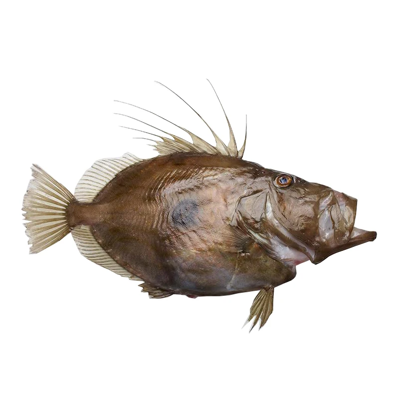 China Seafood Frozen Fresh John Dory Fish