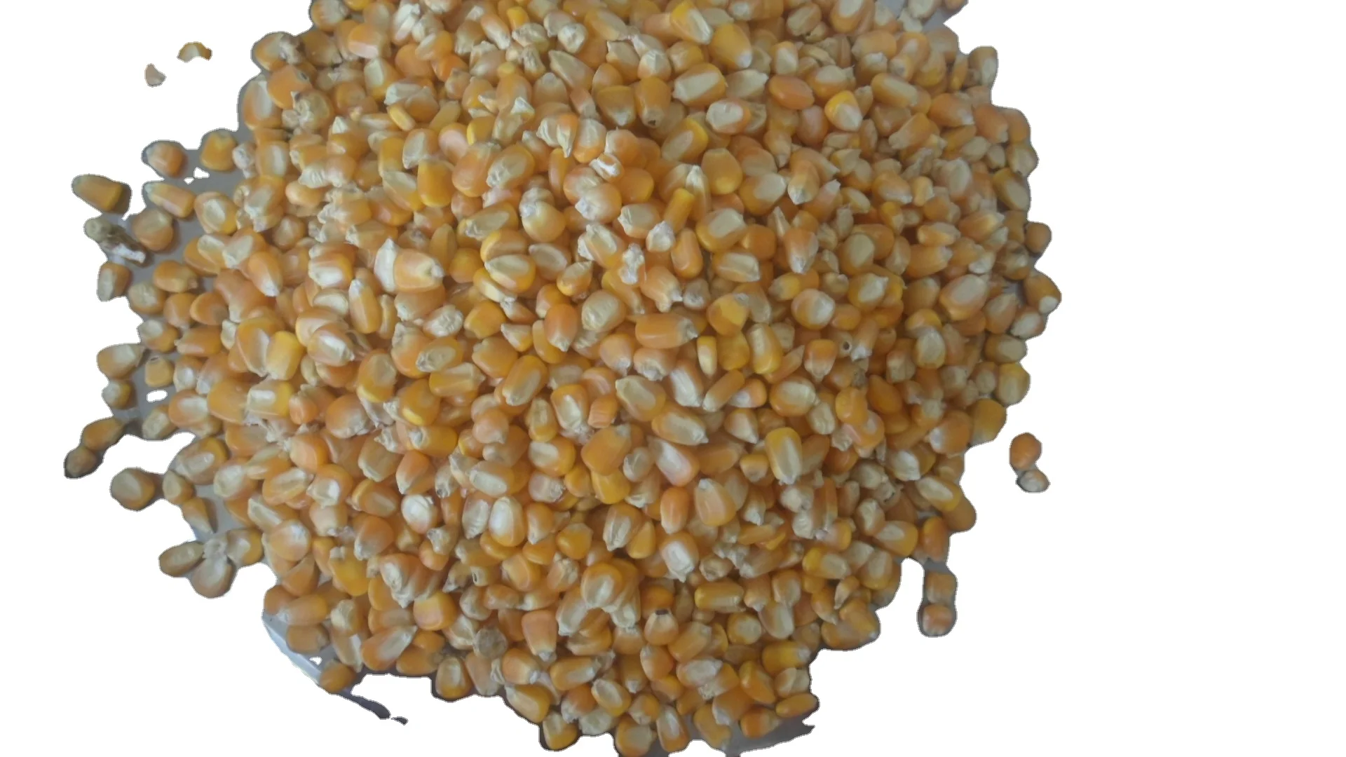 Thailand Premium Dried Feed Corn for Sale