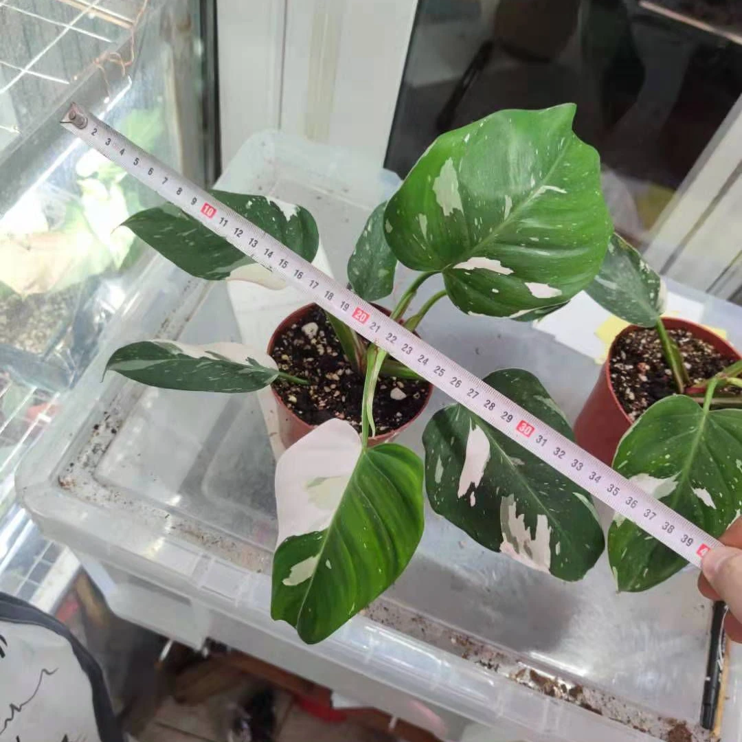 Белая принцесса Philodendron