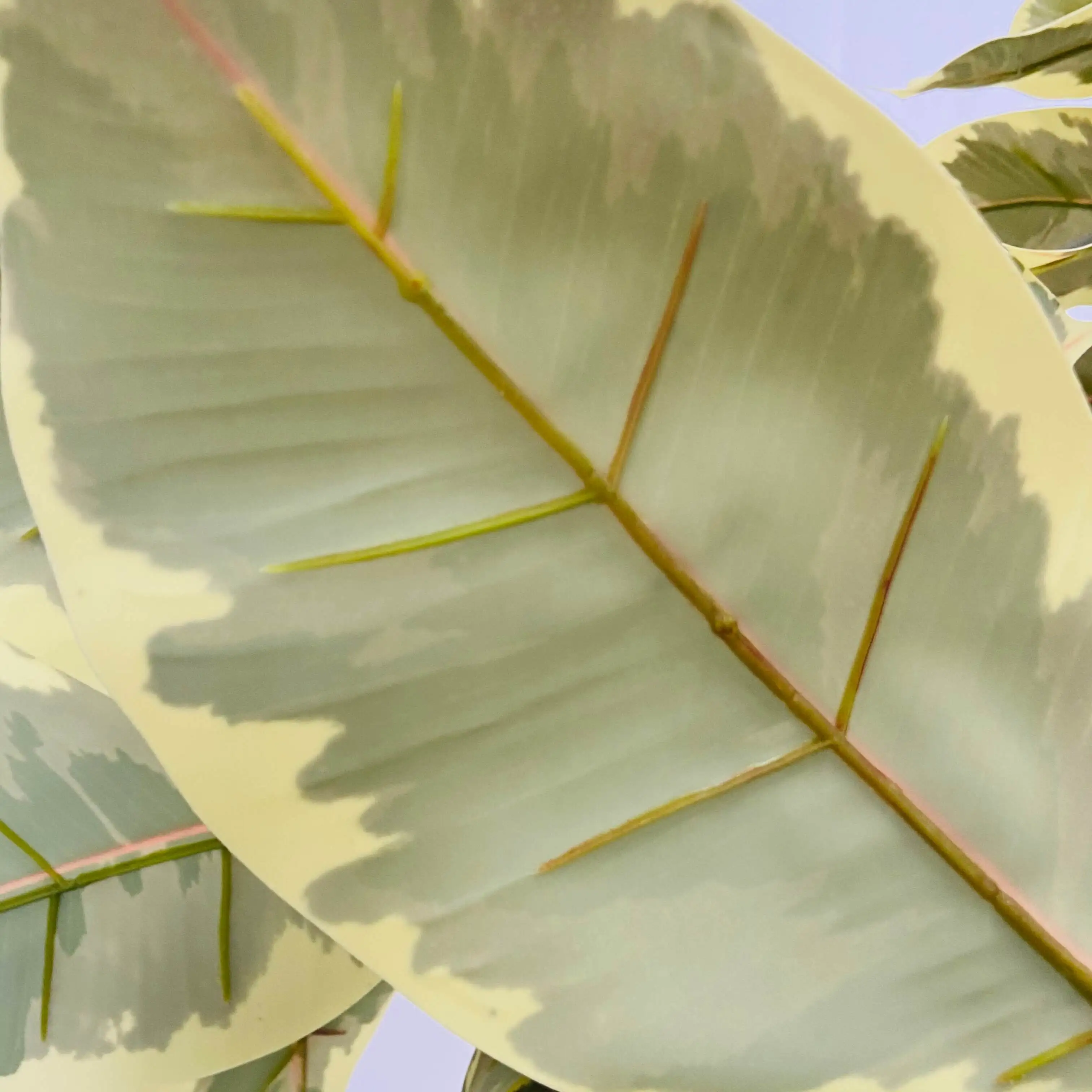 New product 80cm artificial Oak Ficus tree in pot for indoor office home garden decoration