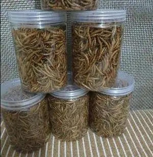 Natural Dried Mealworms for Birds and Pets with High Nutrition