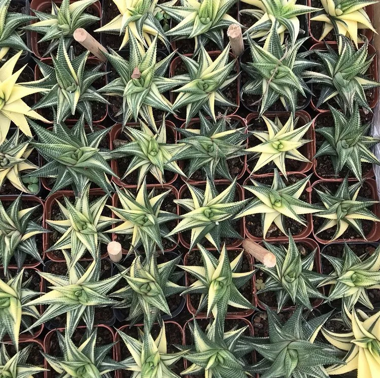  Различные кактусы и суккуленты настоящие haworthia limifolia variegata garden