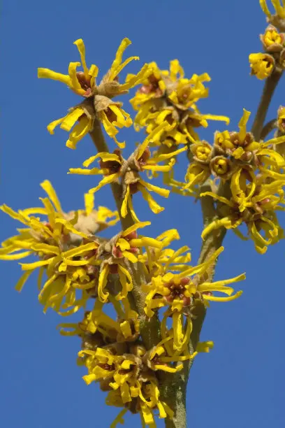 High quality 15% tannis Witch Hazel Extract Hamamelis virginiana extract powder