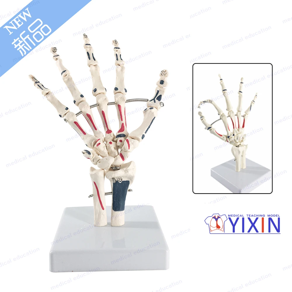 Модель каркаса YiXin/Hand включая улну и радиус с вставками для