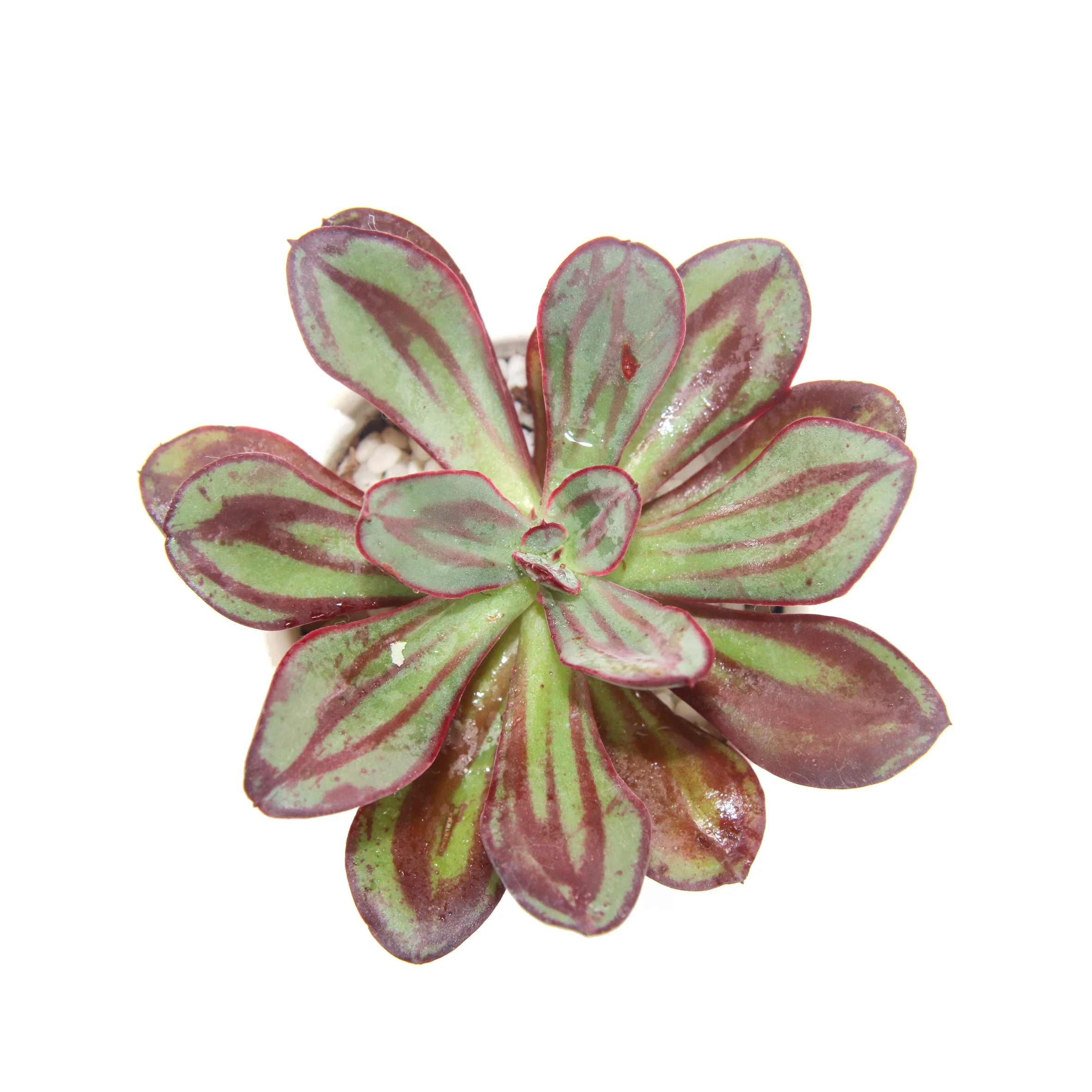 
Милые дешевые суккуленты, Самые продаваемые товары echeveria nodulosar, внутреннее украшение 