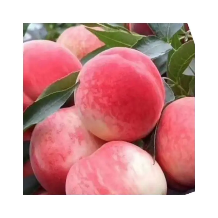 Professional factory peaches fruit china Beijing no.7 sweet fresh peaches